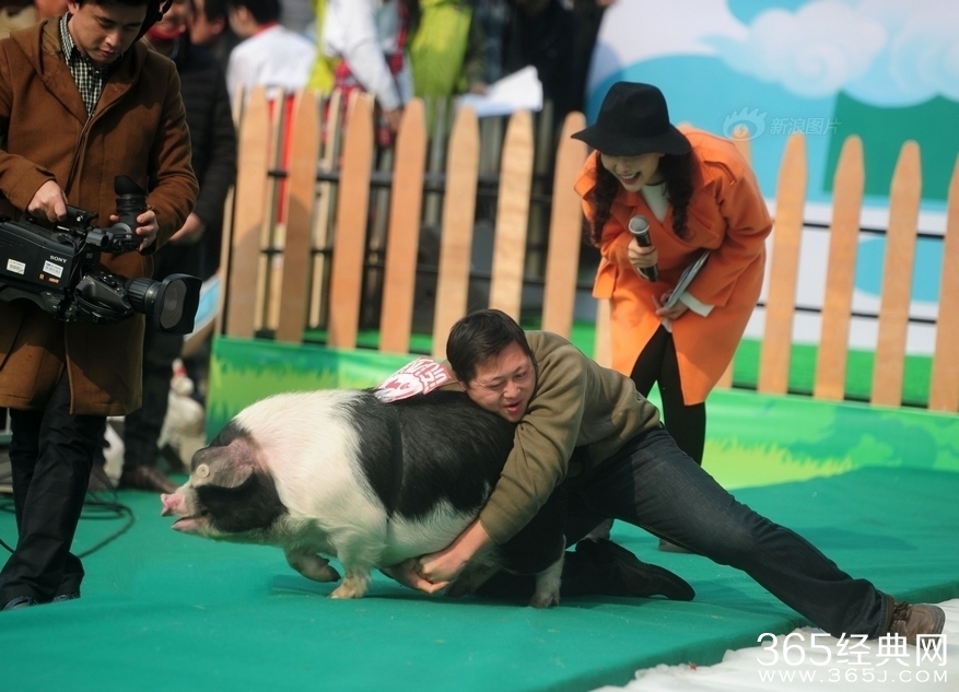 长沙举行冰面抱花猪赛跑 唐僧三人齐聚与美女抱猪亲吻