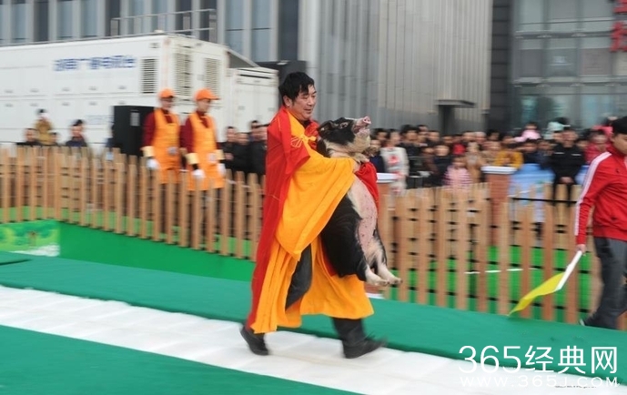长沙举行冰面抱花猪赛跑 唐僧三人齐聚与美女抱猪亲吻