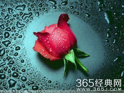 是玫瑰总会绽放