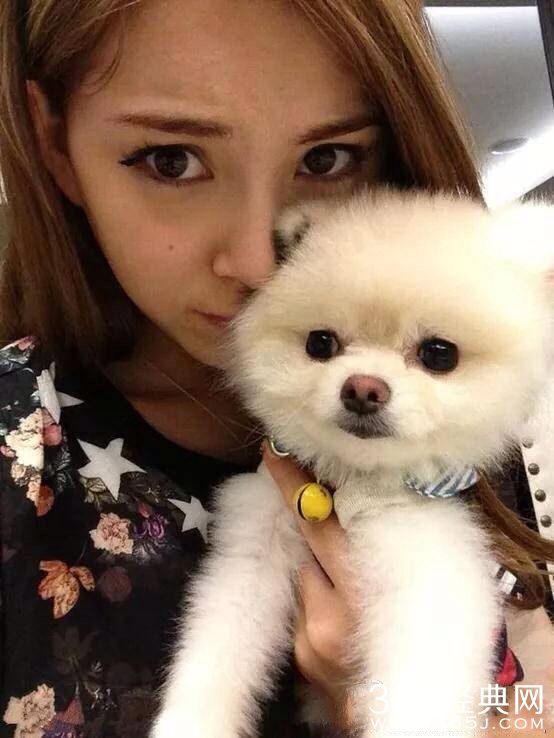 周杰伦大婚送给昆凌的爱犬是什么品种