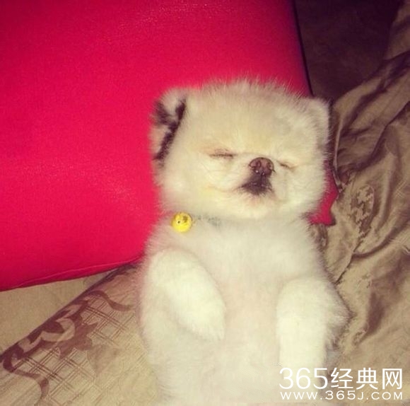 周杰伦大婚送给昆凌的爱犬是什么品种