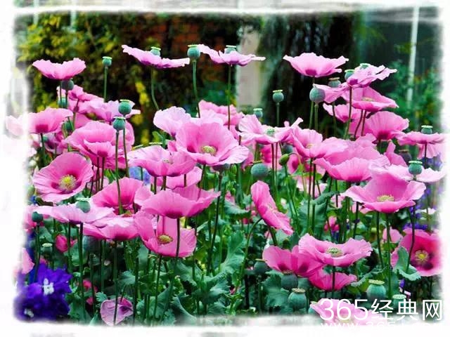 不要轻易离开对你真情的人，离了就再也无法见到