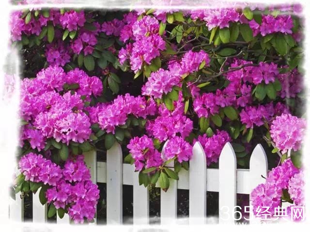 不要轻易离开对你真情的人，离了就再也无法见到