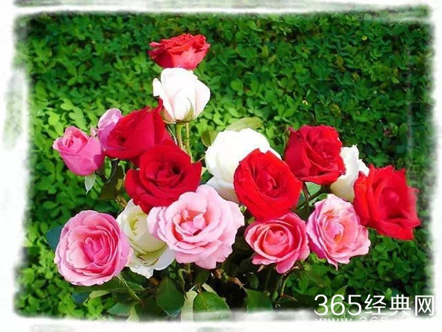 不要轻易离开对你真情的人，离了就再也无法见到