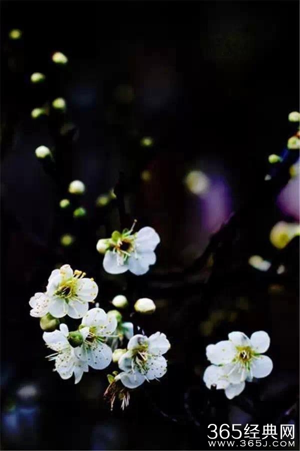 十二首用情至深的诗句