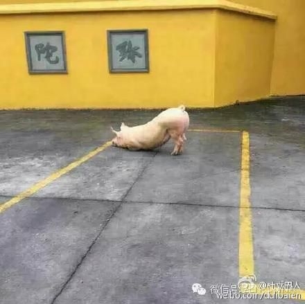 猪到寺院跪拜_警察神解释二师兄是因为缺乏维生素_365经典网