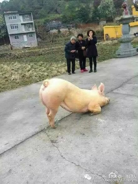 猪到寺院跪拜_警察神解释二师兄是因为缺乏维生素_365经典网