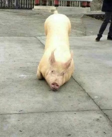 猪到寺院跪拜_警察神解释二师兄是因为缺乏维生素_365经典网