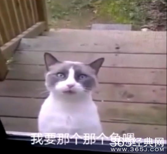 喵星人崛起_外国猫说中国话我要那个鱼_365经典网