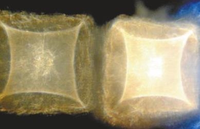 寺庙现神秘银幕_是科学还是诡异之说_365经典网