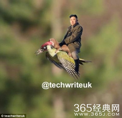 黄鼠狼的飞骑啄木鸟