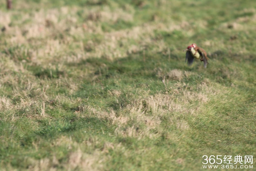 黄鼠狼的飞骑啄木鸟