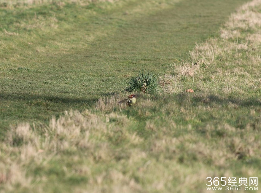 黄鼠狼的飞骑啄木鸟