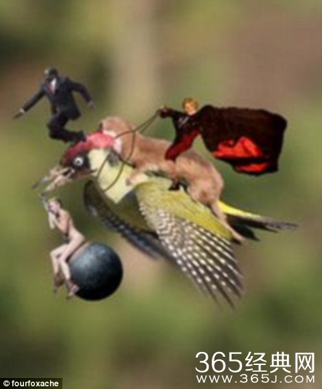 黄鼠狼的飞骑啄木鸟