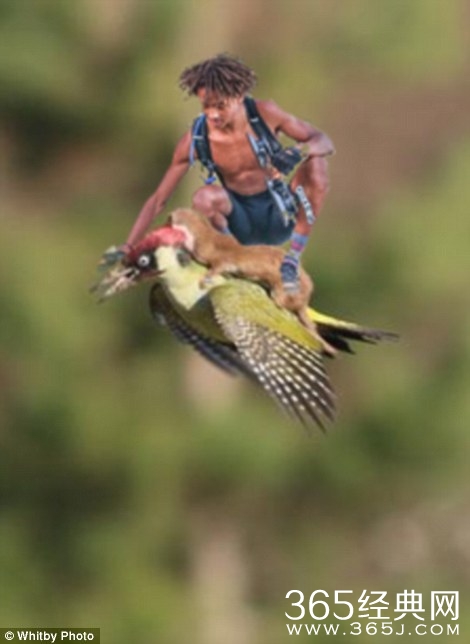 黄鼠狼的飞骑啄木鸟