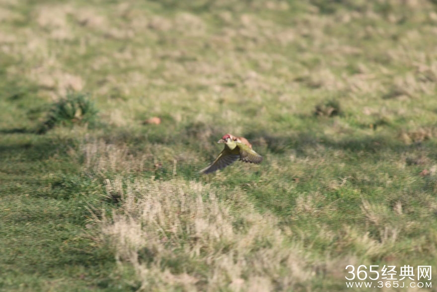 黄鼠狼的飞骑啄木鸟