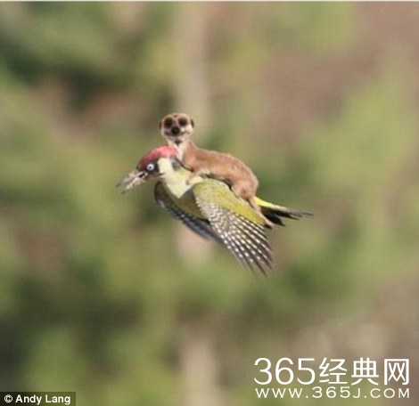 黄鼠狼的飞骑啄木鸟