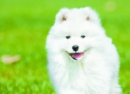 拜年顺手偷狗过控实拍曝光_偷狗得知价值21万吓尿了_365经典网