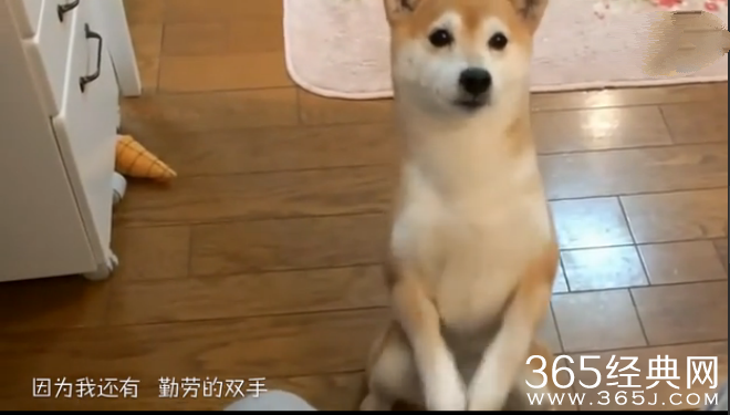 《单身狗之歌》试听