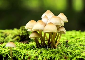 八仙过海各显神通_癌症免死金牌介绍_365经典网