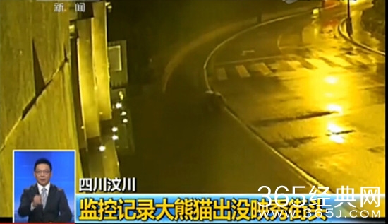 大熊猫深夜逛街图片