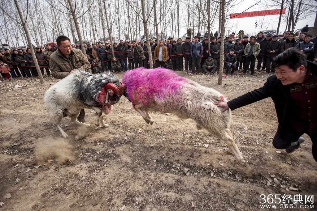 河南斗羊比赛疯狂_场面激烈观众直呼过瘾_365经典网