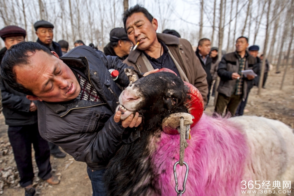 河南斗羊比赛疯狂_场面激烈观众直呼过瘾_365经典网