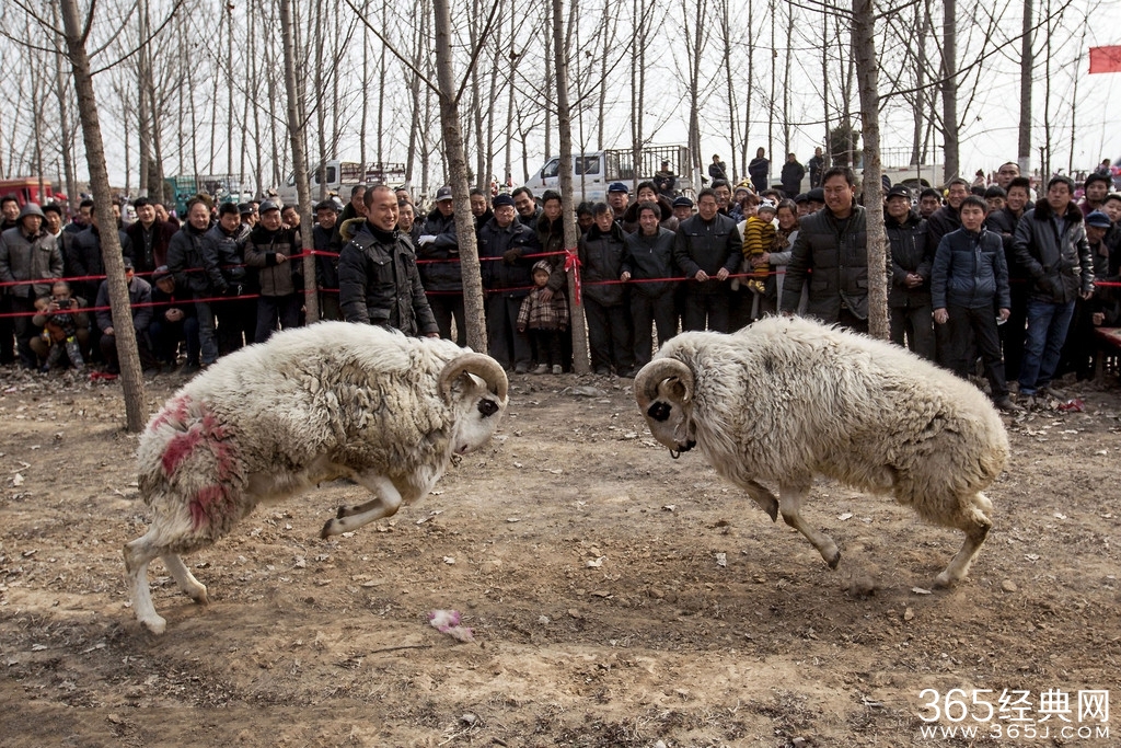 河南斗羊比赛疯狂_场面激烈观众直呼过瘾_365经典网