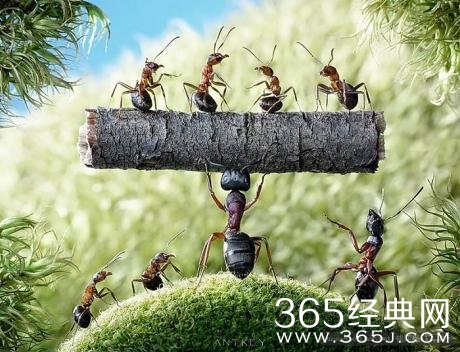 你是弱者，又有什么了不起