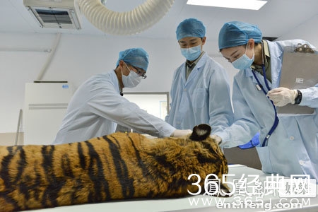 奇妙的朋友倪妮任务难度全新升级_为猛虎体检挑战金蛇缠身_365经典网