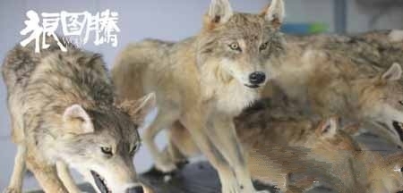 《狼图腾》背后的中国力量从中国制造到中国创造