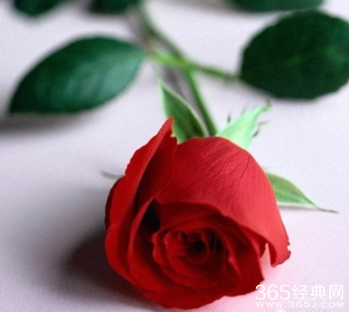 乞丐和玫瑰的故事