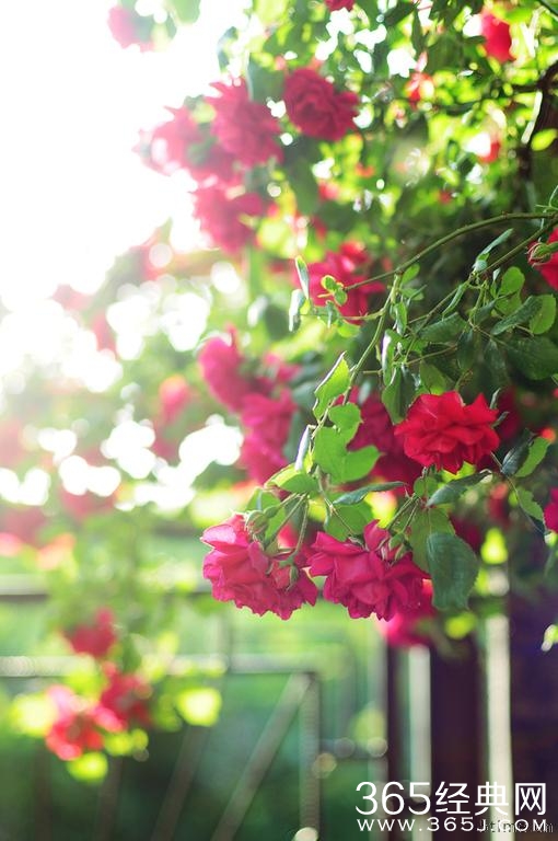 我奋斗了18年，不是为了和你一起喝咖啡