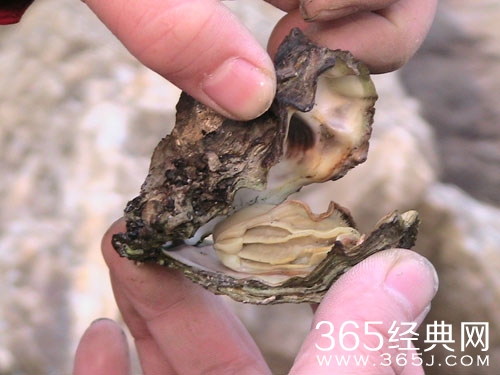 吃生蚝吃出三颗珍珠 比中彩票还难