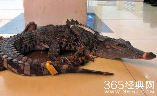 赚钱后竟请吃鳄鱼 装逼不成反被抓