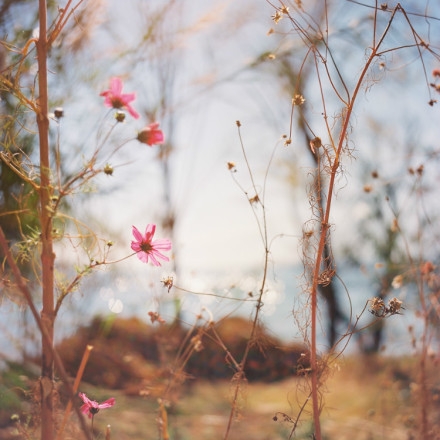 早安心语150323：只有拼出来的努力，没有等出来的辉煌