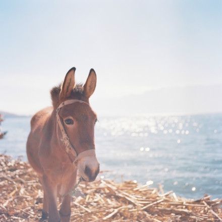 早安心语150323：只有拼出来的努力，没有等出来的辉煌