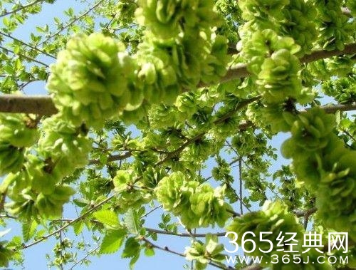 如果懂这些图片，说明你老了！满满的都是回忆啊！