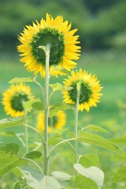 早安心语150323：只有拼出来的努力，没有等出来的辉煌