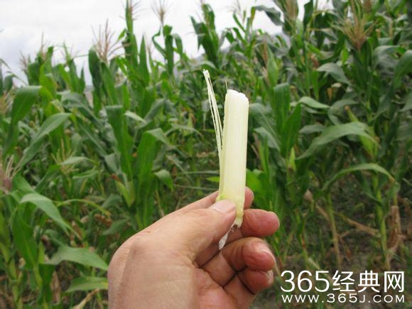 如果懂这些图片，说明你老了！满满的都是回忆啊！