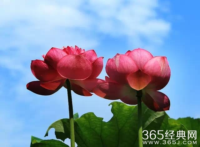 烦事天天有，贵在心放宽