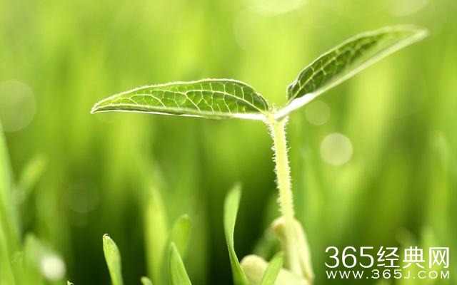 春天，遂想起江南