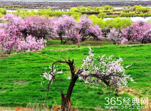 春天，遂想起江南