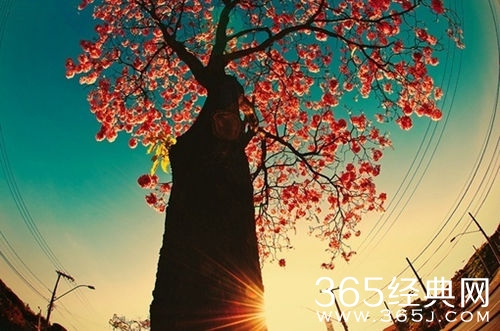 对错得失，都是一种独特的美丽图片