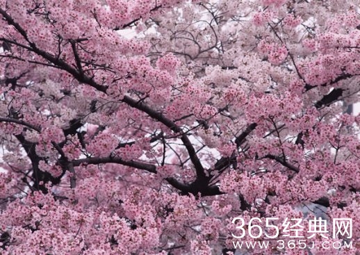 日韩争夺樱花起源