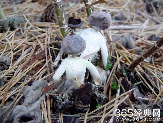 英国人形蘑菇能吃吗 英国独有地星属真菌有毒吗高清组图