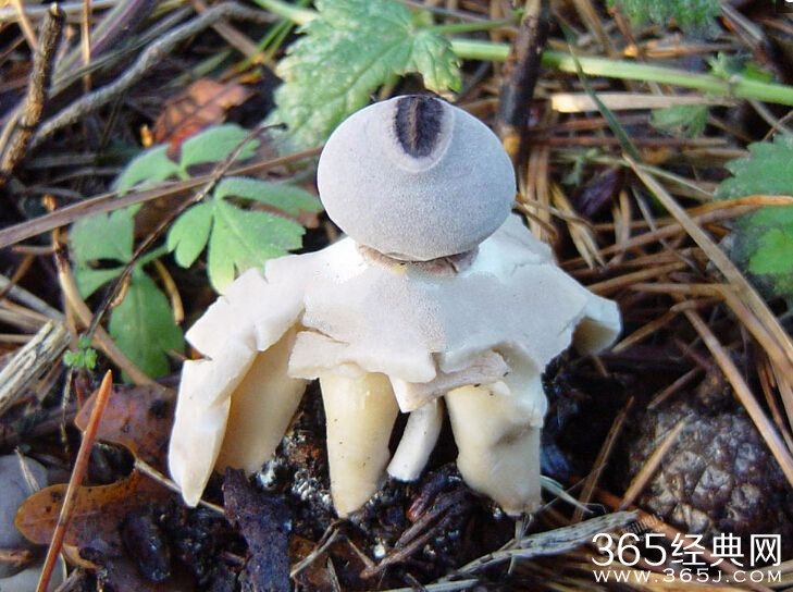 英国人形蘑菇能吃吗 英国独有地星属真菌有毒吗高清组图