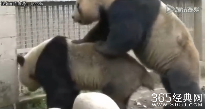 四川大熊猫持久哥走红_四川大熊猫交配时长破纪录被称持久哥_四川大熊猫交配视频在线观看