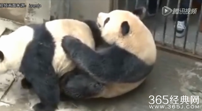 四川大熊猫持久哥走红_四川大熊猫交配时长破纪录被称持久哥_四川大熊猫交配视频在线观看