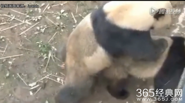 四川大熊猫持久哥走红_四川大熊猫交配时长破纪录被称持久哥_四川大熊猫交配视频在线观看